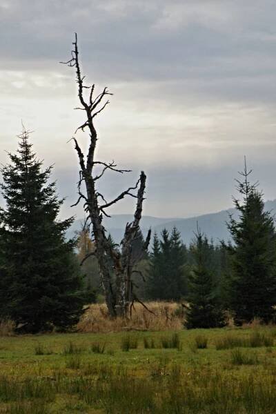2015  Šumava