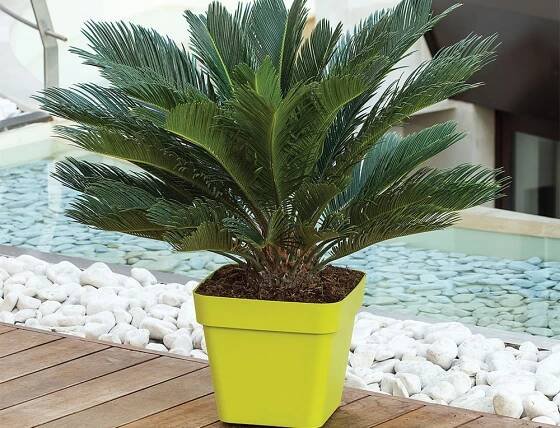Garden Center & Large-scale Retail – Piante Faro – Vivai e Showroom
