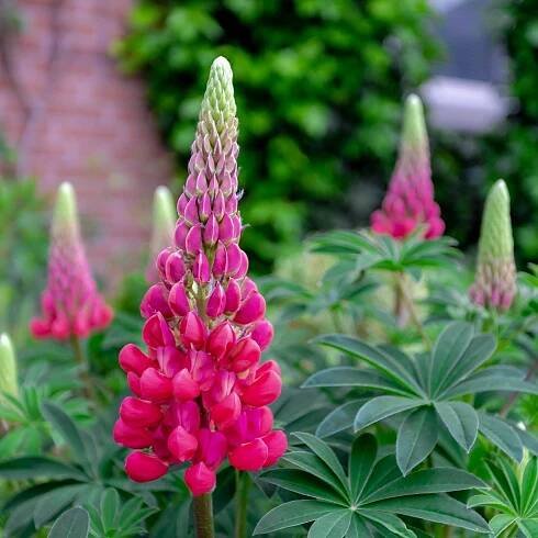 Lupina mnoholistá Lupini Red – Vlčí bob – Lupinus polyphyllus – osivo lupiny