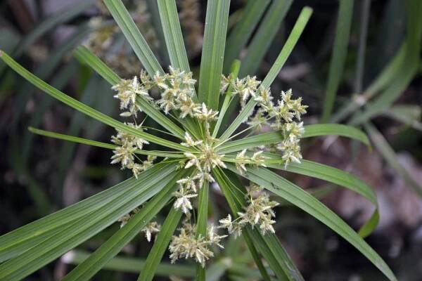 Cyperus alternifolius