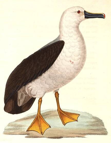 Soubor:Thalassarche chlororhynchos 1838.jpg
