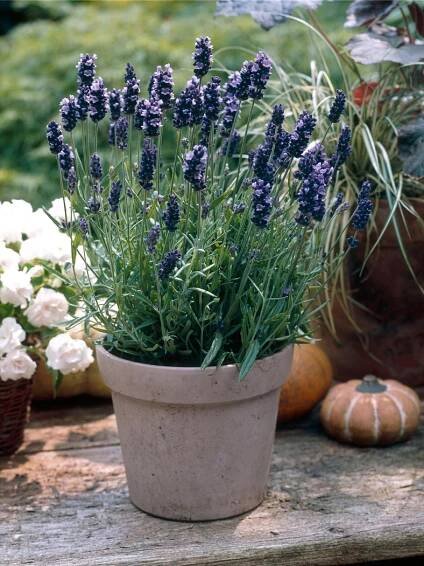 OBI Levandule "Hidcote Blue" fialová pr. květináče cca 9 cm x 9 cm