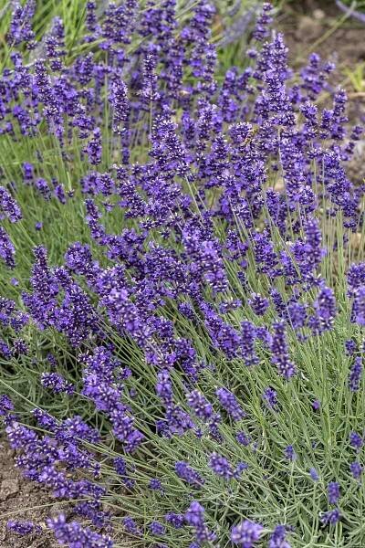 Levandule Hidcote