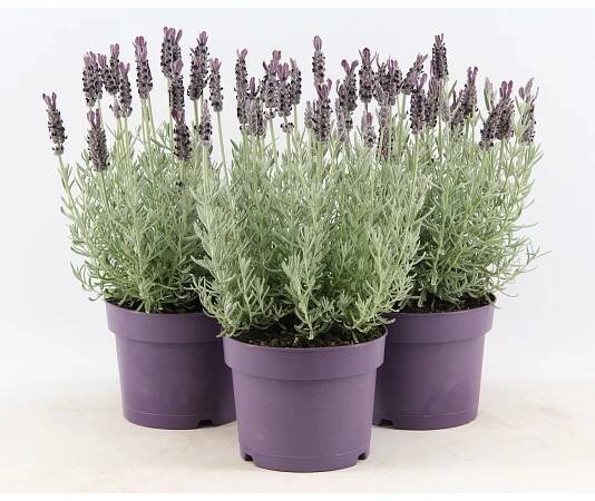 OBI Levandule "Anouk" průměr květináče cca 17 cm Lavandula stoechas nakoupit u OBI