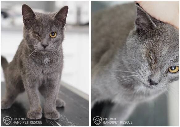 Little tomcat asks for help | Darujme.cz