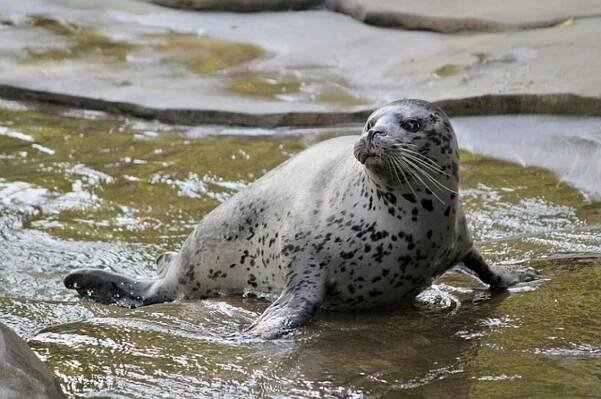 Tuleň leopardí má pro strach uděláno! Podle vědců útočí na žraloky