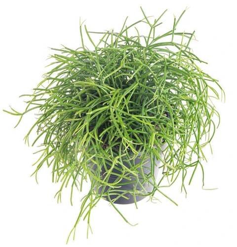 Věšák, Rhipsalis cassutha, květináč 10 - 12 cm, skladem | ZAZUMi.cz