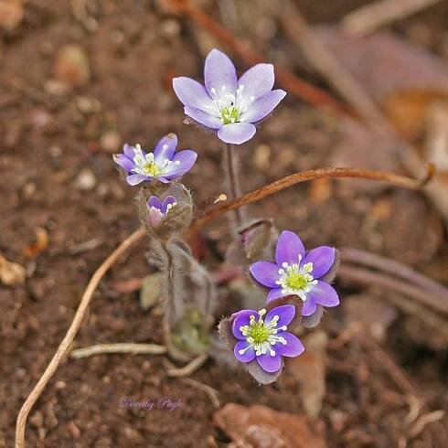 A Virtual Wildflower Garden Across Time