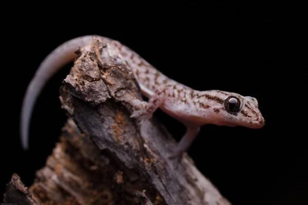 Gehyra versicolor