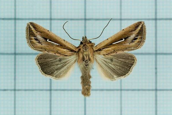 Mythimna bistrigata