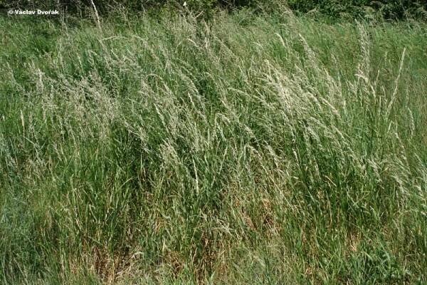 Arrhenatherum elatius - ovsík vyvýšený | Poaceae - lipnicovité | Natura Bohemica