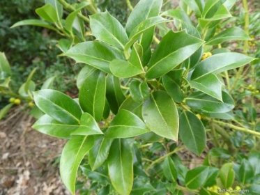Cesmína ostrolistá Bacciflava - větévky s listy (Ilex aquifolium), listy