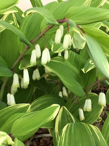 Polygonatum commutatum