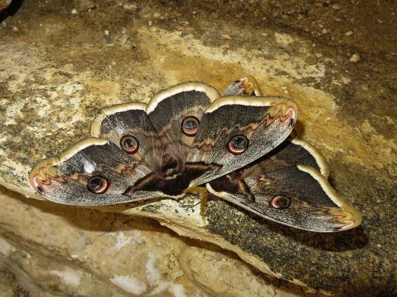 File:Saturnia Pyri.jpg