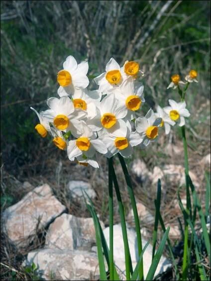 Narcisy – Mladý vedec