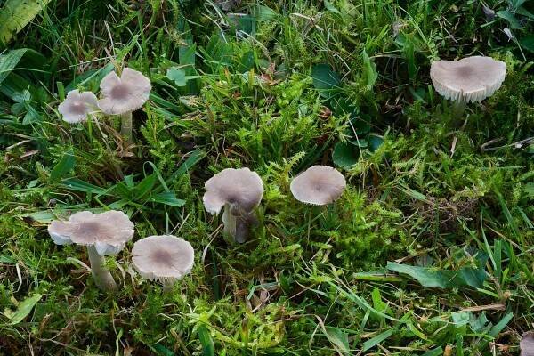 Dermoloma cuneifolium - čirůvečka klínolupenná - myko.cz