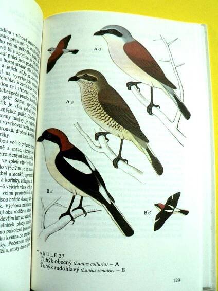 🐦 Naši pěvci Ptáci Brkoslav Konipas Brhlík Sýkora modřinka (1984) 🐦 | Aukro