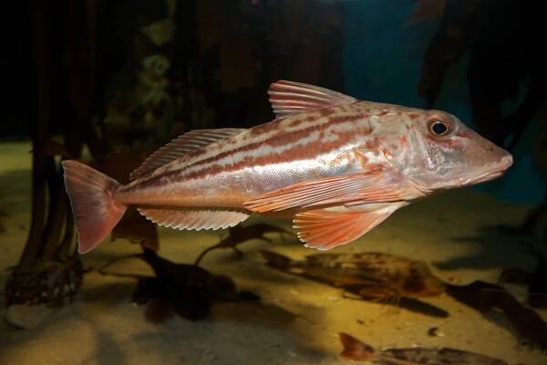 Bluefin gurnard