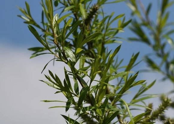 Vrba košíkářská (Salix viminalis)