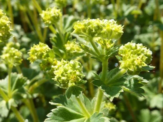 kontryhel - Alchemilla erythropoda