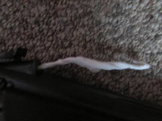 Getting the Stick Ready and Shoving in the Paper Towel