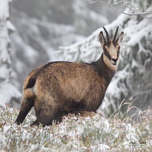 Sudokopytníci turovití | Štěpán Mikulka | Wildlife fotograf