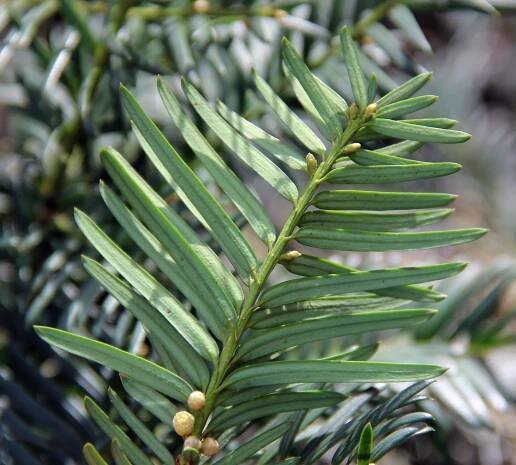 Taxus baccata L. - Portale della Flora d'Italia / Portal to the Flora of Italy