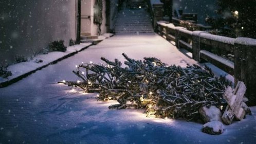 Kam s odstrojenými vánočními stromky? Na kompost nebo zvířátkům