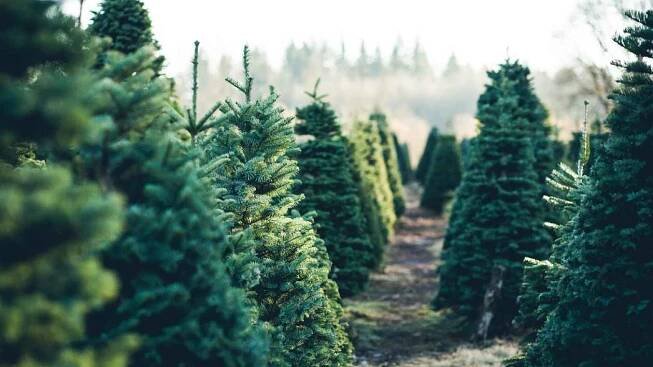 Ceny stromků drží při zemi konkurence. Levnější jsou přímo z plantáží