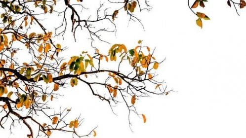 Strom listů — Stock obrázek