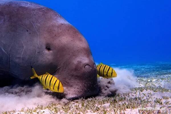 EGYPT - podzim 2012 - DUGONG! - PAJUSE.CZ