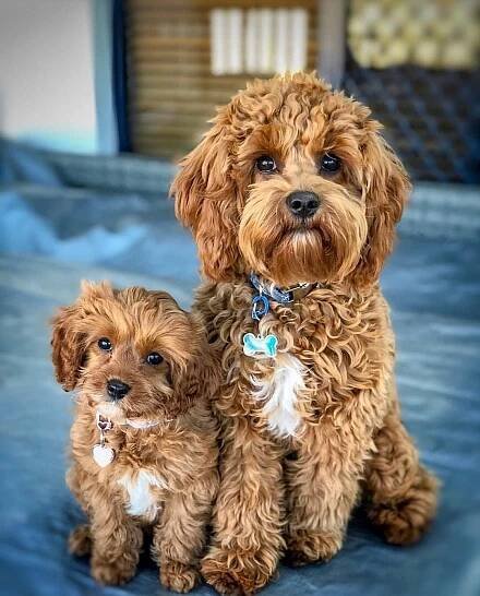 cavapoo štěňata na prodej - Detail inzerátu