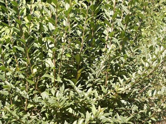 Ligustrum vulgare Atrovirens | Ligustrum - ptačí zob |Zahradnictví Franc 