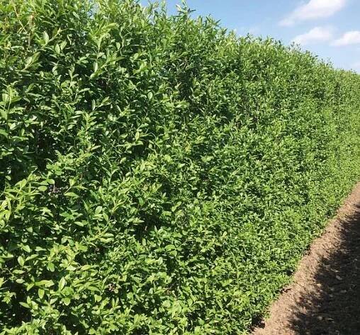 Ptačí zob obecný 'Atrovirens' - předpěstovaný živý plot - Ligustrum vulgare 'Atrovirens' - předpěstovaný živý plot
