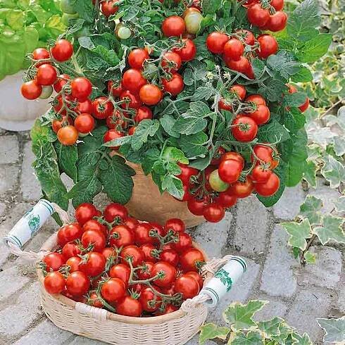 Cherry rajče Vilma F1