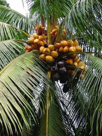 Seychelské ostrovy lákají na korálové ostrovy, erotický kokos i želvy