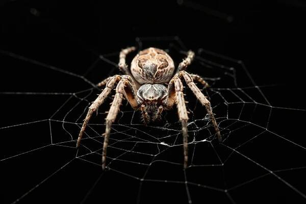 Spider Silk Sound System