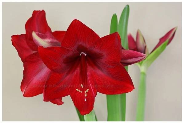 Red Pearl 06