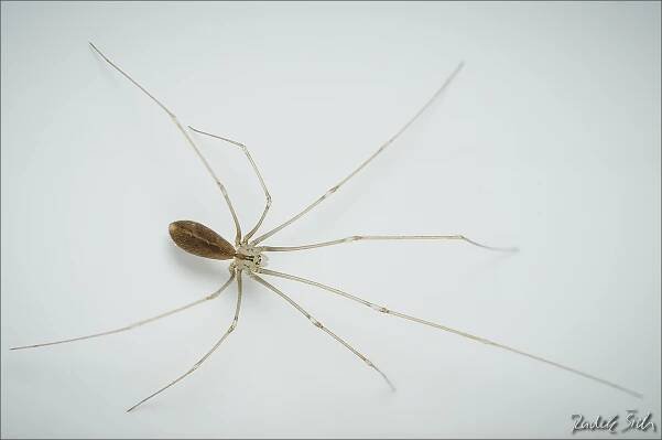 Česká arachnologická společnost - Pholcus opilionoides (Schrank, 1781) [třesavka sekáčovitá] → Čeleď: Pholcidae → Rod: Pholcus