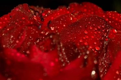 Mokré červené růže makro — Stock fotografie