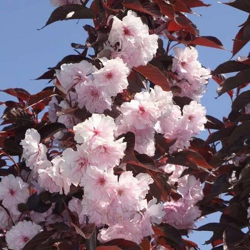 Sakura ozdobná ROYAL BURGUNDY 120cm