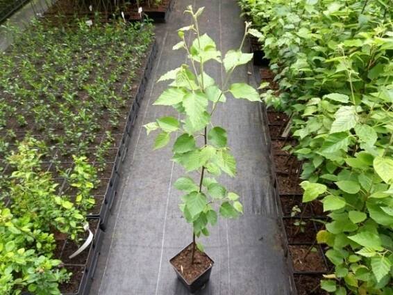 Bříza papírová Betula papyrifera Bílá kůra Sazenice v květináčích C2 Kód výrobce Brzoza papierowa - Sadzonki C2