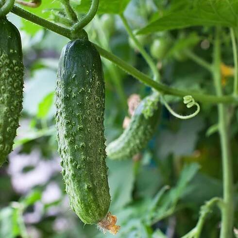 When to plant cucumber seeds – for a bumper harvest