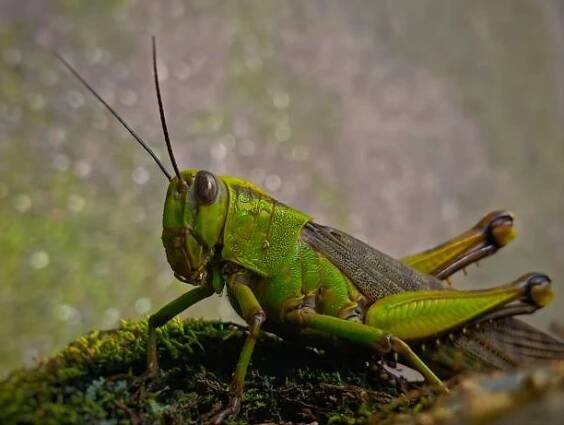 grasshopper - locusts - stock snímky, obrázky a fotky