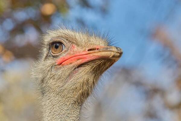 Namibie, Botswana, Zimbabwe, Zambie 2024 – Vladislav Holub