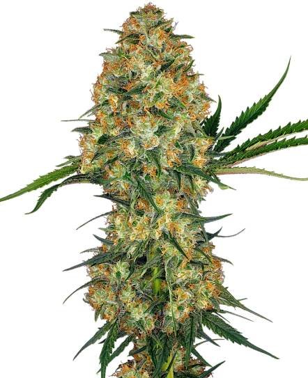 Sensi Seeds Hindu Kush