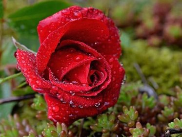 Růže – Pavel Grulich