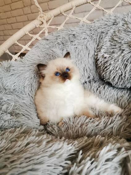 Koťátka 2023 / Kittens 2023 – Mishi, CZ – chovatelská stanice koček plemene RAGDOLL