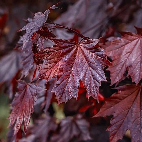 Crimson King Maple Tree