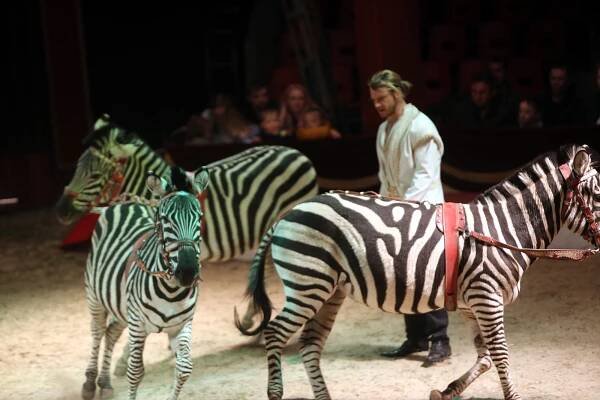 Ve Zlíně hostuje Cirkus Humberto, nabídne i artisty z osmi zemí. Podívejte se